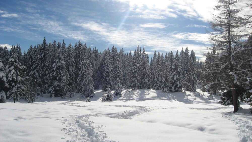 Guided Snowshoe Treks