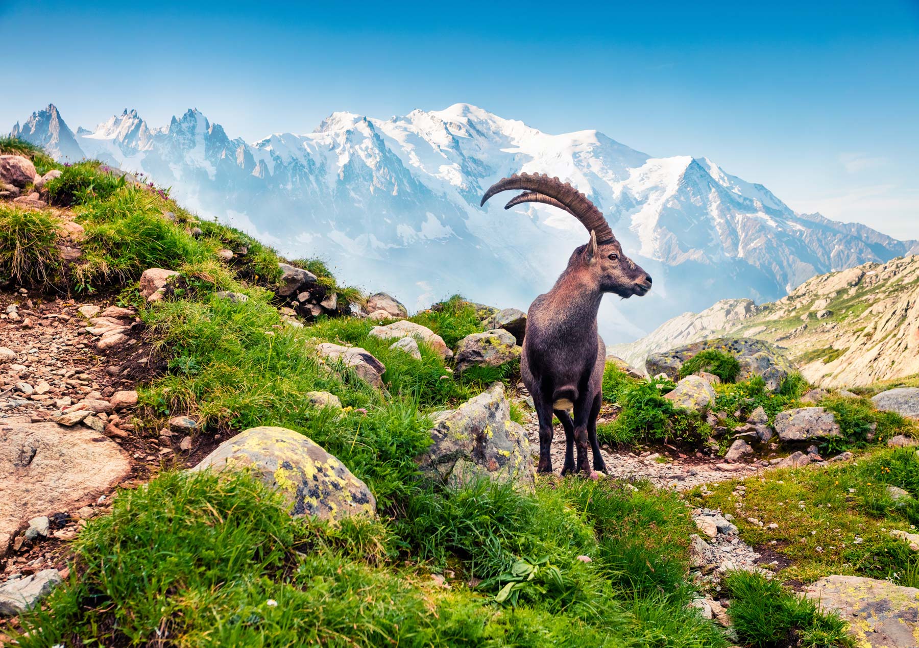 Image of the Alpine Ibex with Mont Blanc in the background