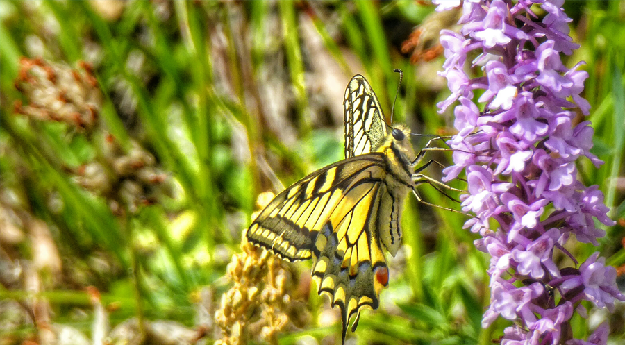 View of a yellow butterfly sitting on a plant with pink flowers