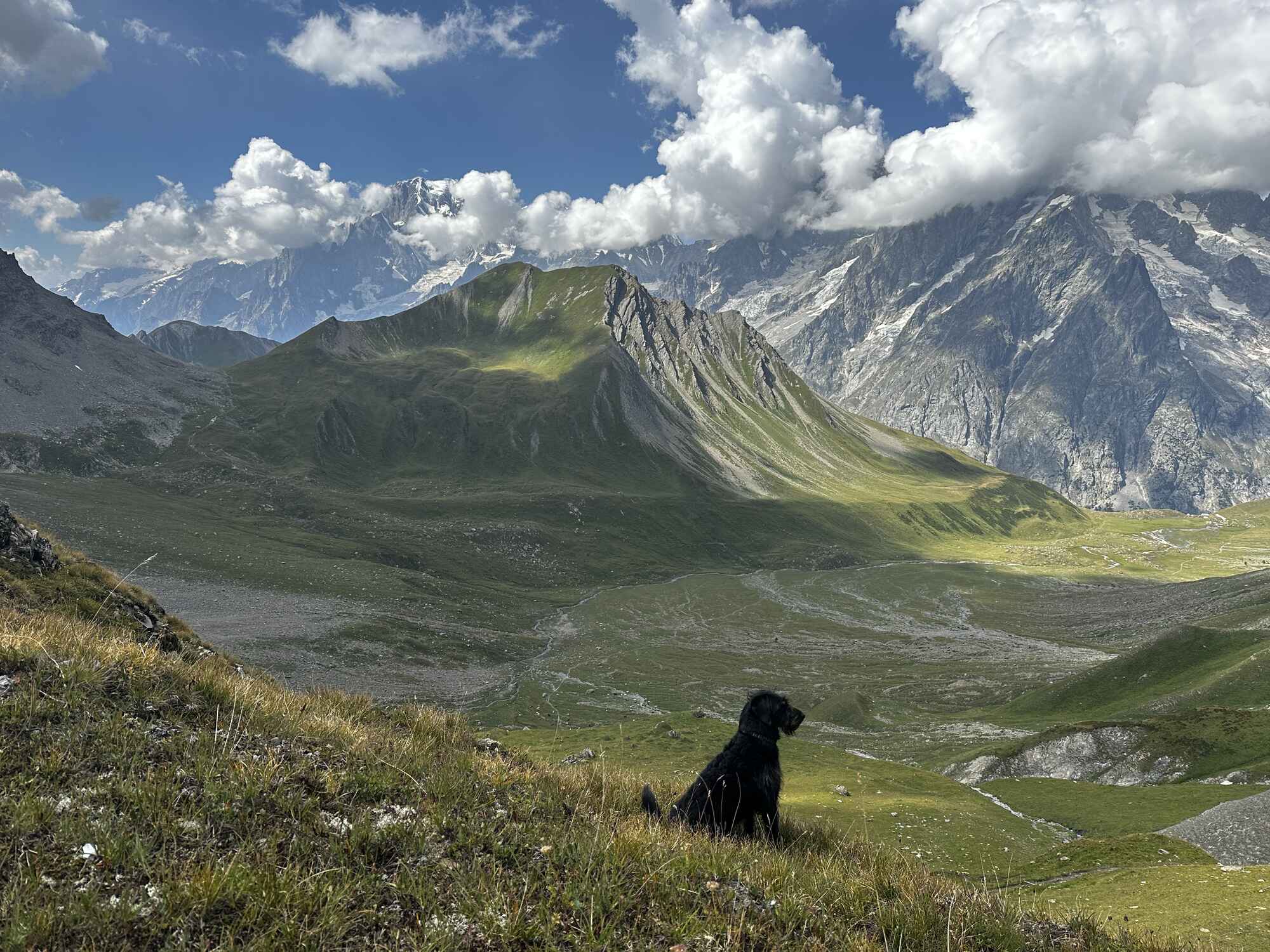 Image of a dog surrounded by mountains