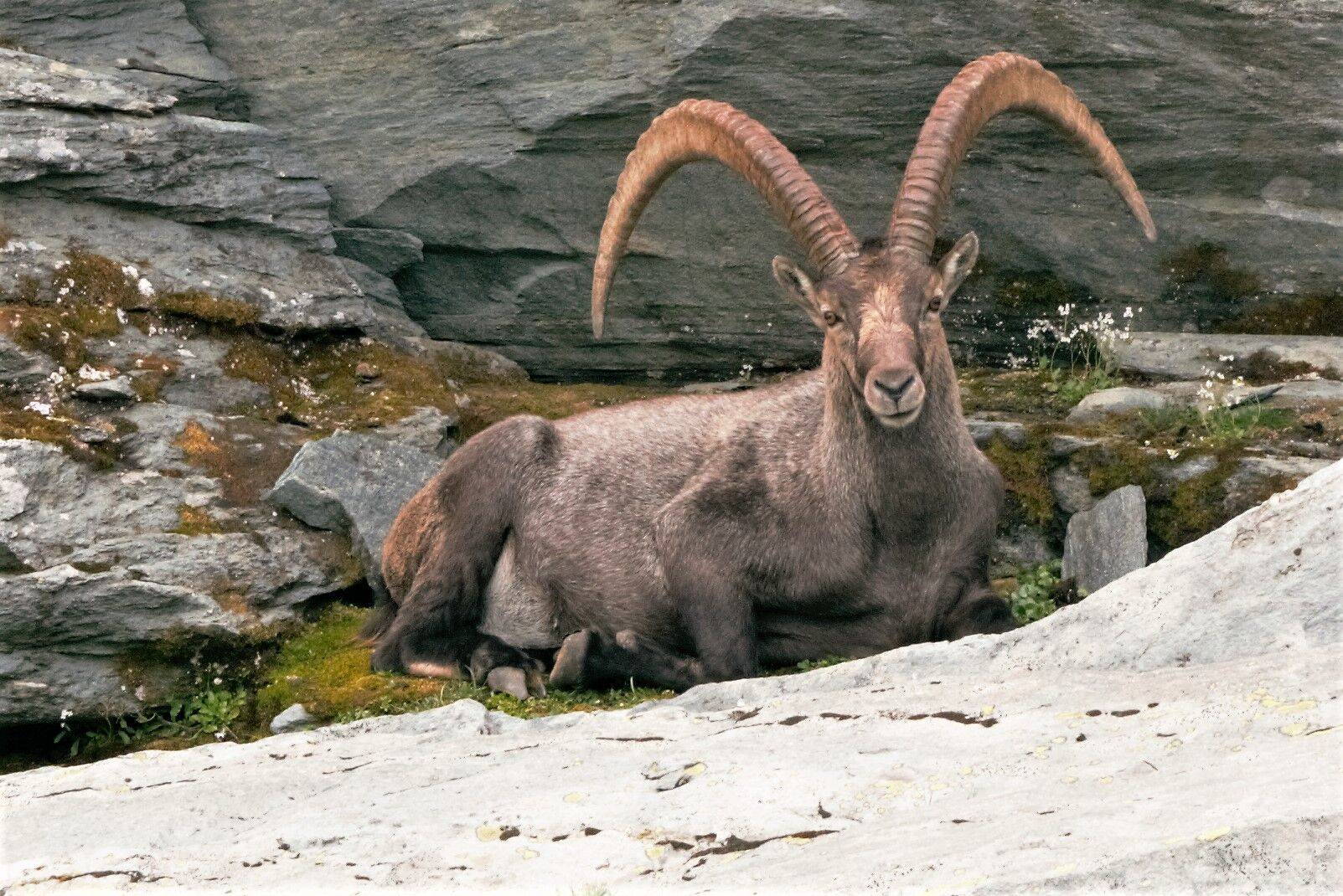 ibex walkers haute route day 4