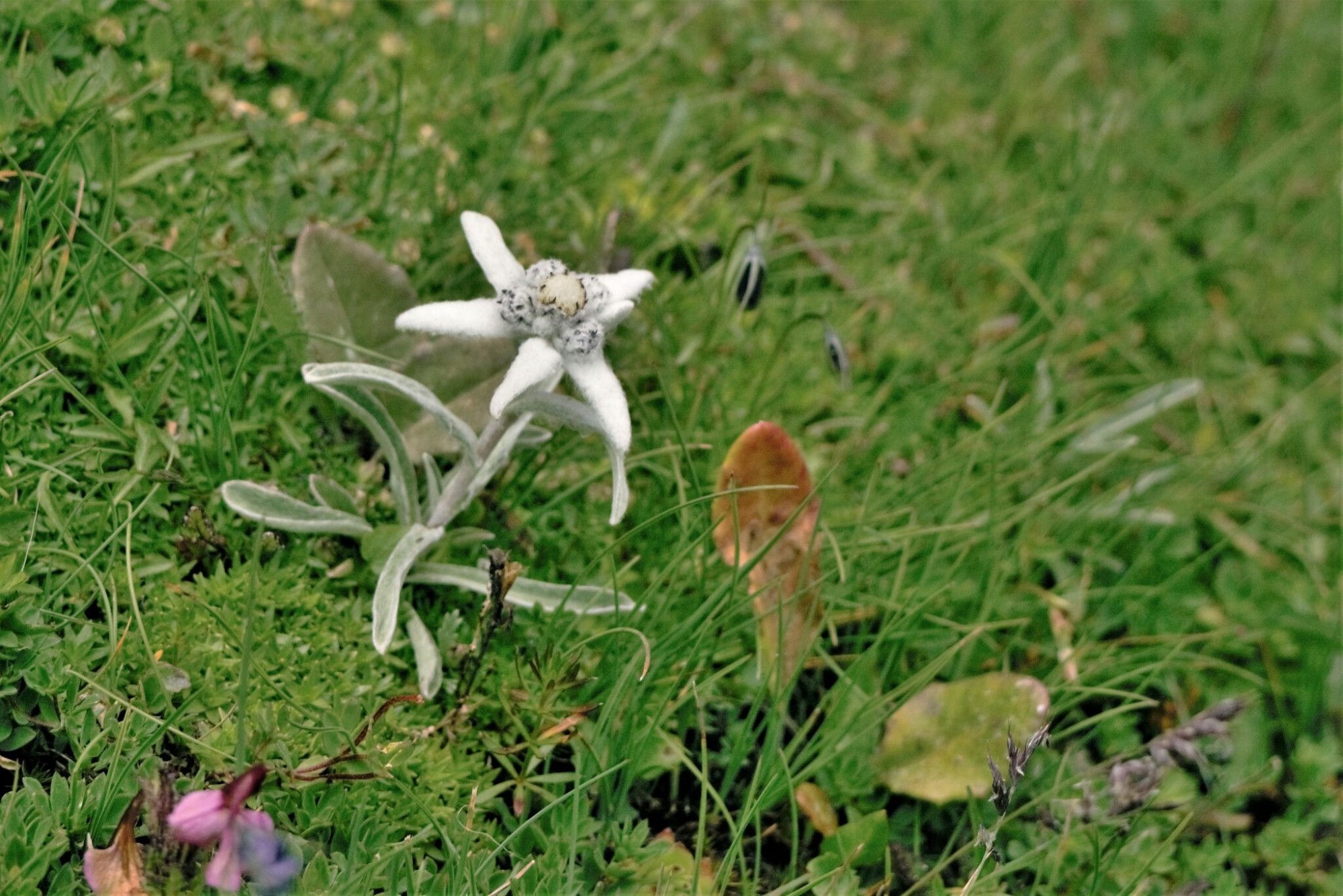 edelweiss on walkers haute route