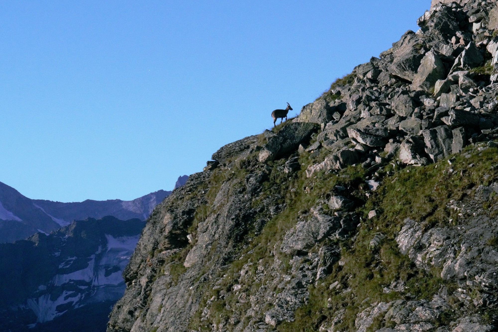 just another chamois walkers haute route 2019