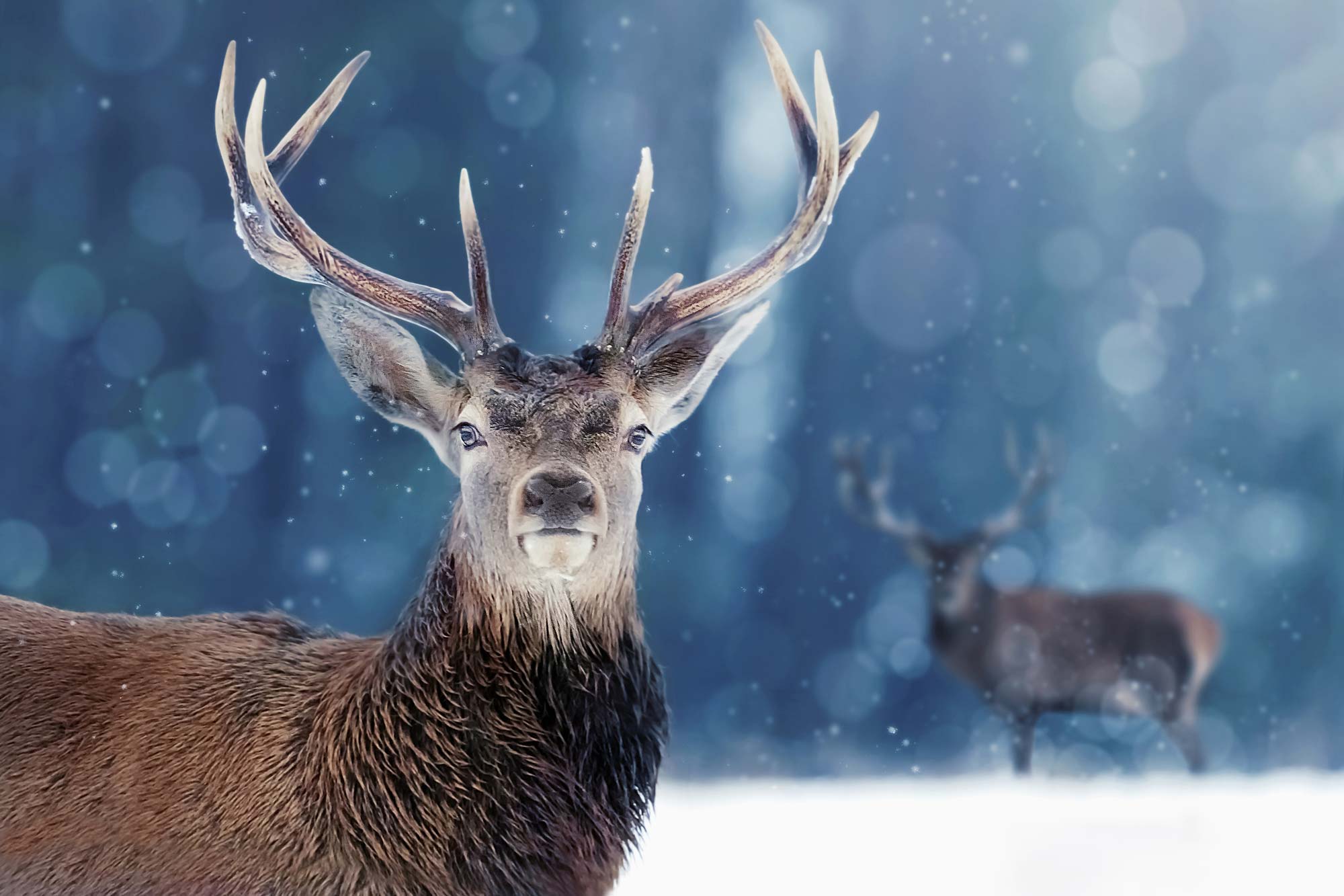 View of a stag in winter