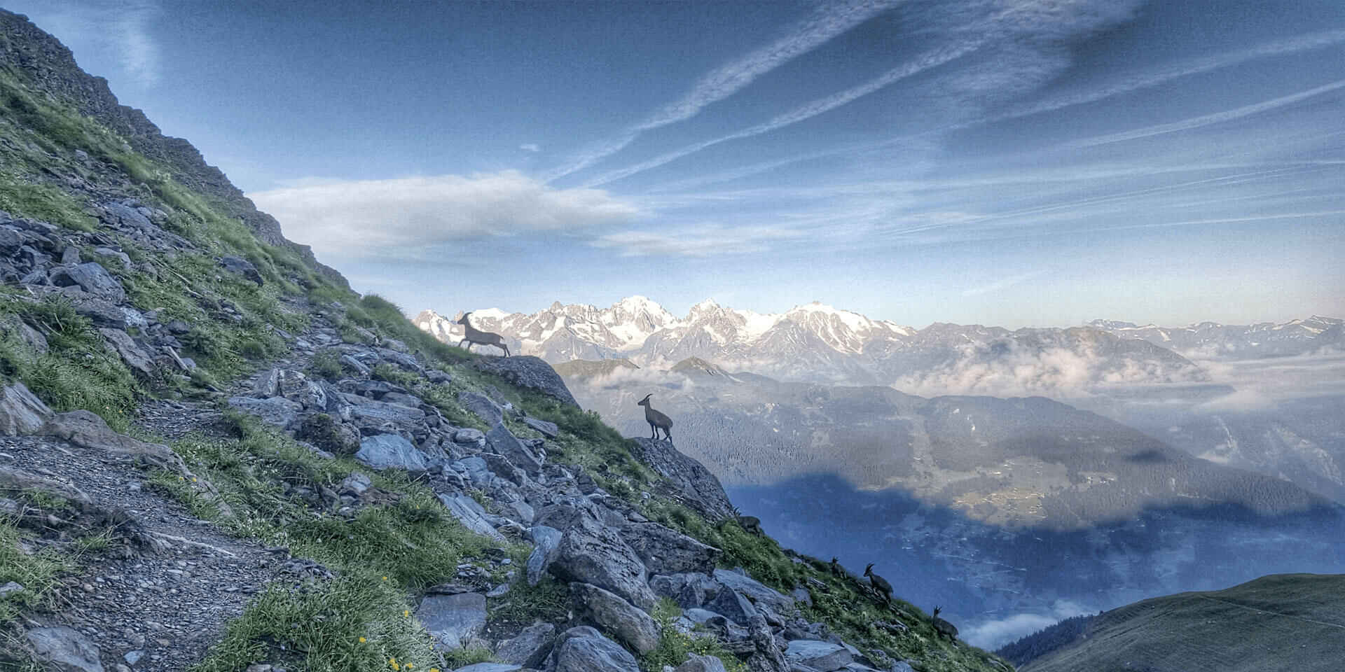 Ibex on the mountain side