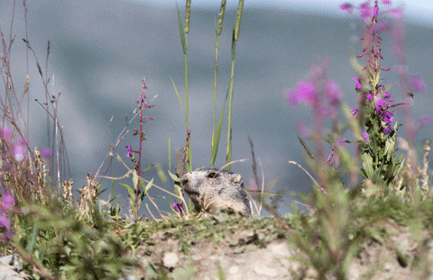 Moving image showing a marmotte